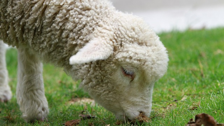 Acuzat ca a luat mita o oaie  Imagine