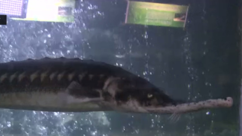 Acvariul din Constanta are 5 exemplare de cega. Specialistii spera sa atinga jumatate de metru lungime Imagine