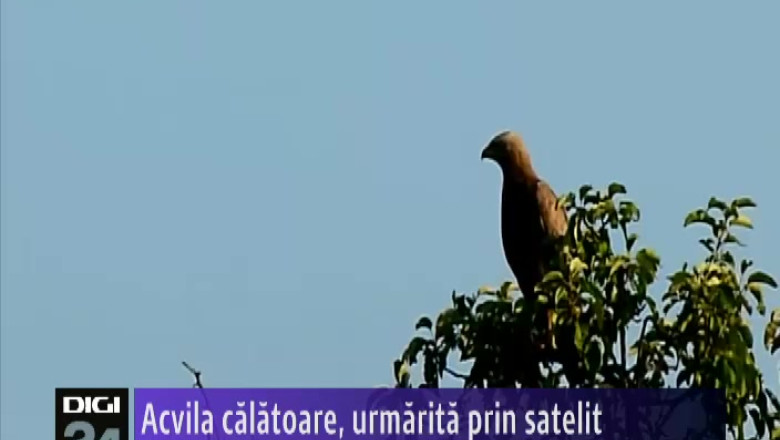 Acvila calatoare, urmarita prin satelit Imagine