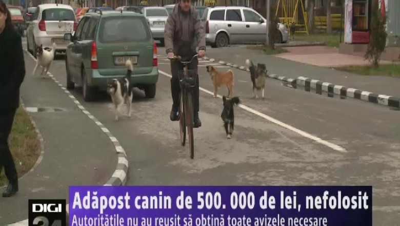 Adapost canin de 500. 000 de lei, nefolosit. Autoritatile nu au reusit sa obtina toate avizele necesare Imagine