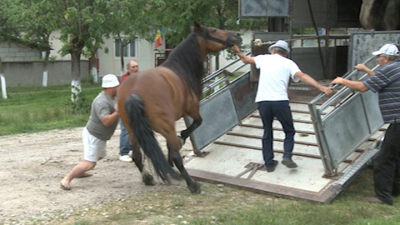 Adapost pentru animalele maltratate Imagine