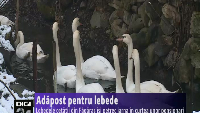 Adapost pentru lebede Imagine