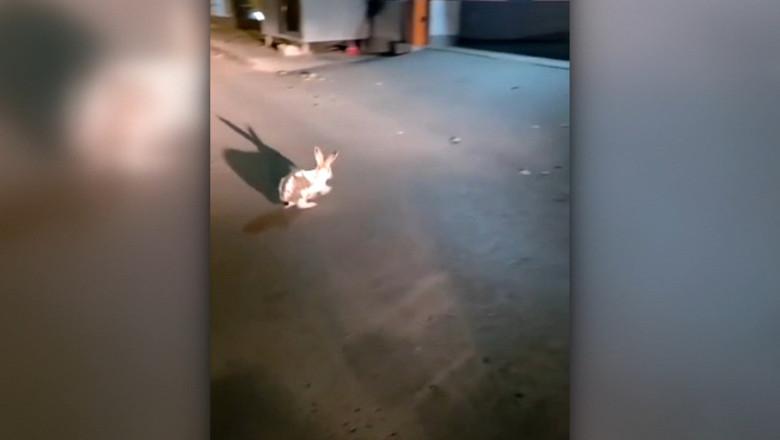 „Adjutantul Epure a salvat un iepure”. Jandarmii din Galati au intervenit pentru a ajuta un animal atacat. Momentul a fost filmat Imagine