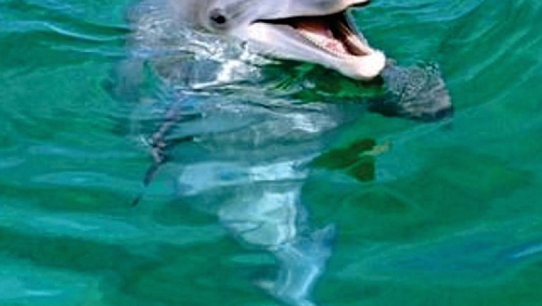 „Adopta un delfin!” Un ONG din Constanta incearca sa salveze animalele care esueaza tot mai frecvent pe litoral Imagine