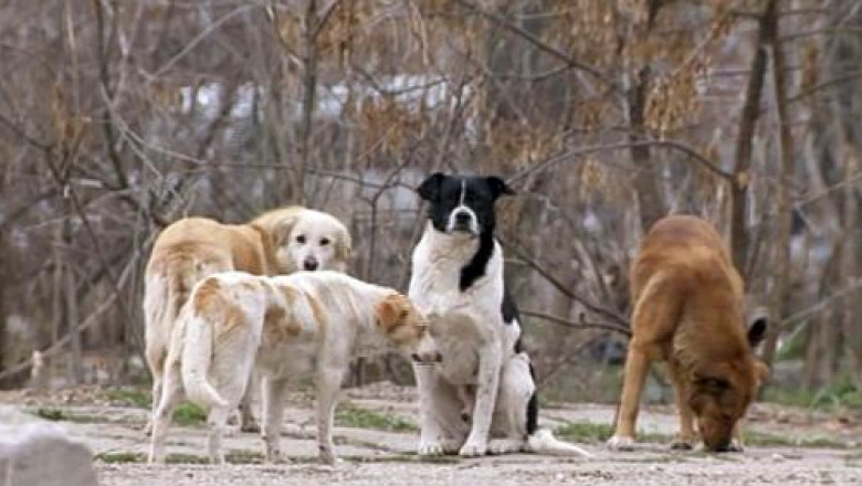 Adoptii internationale. Sute de maidanezi din Romania si-au gasit stapani in Germania Imagine