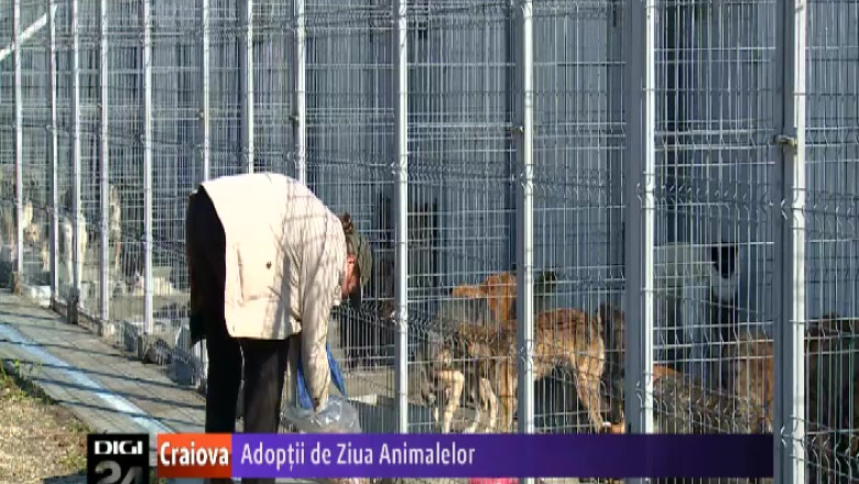 Adoptii putine de Ziua Animalelor, la Craiova. Doar sase caini si-au gasitstapani  Imagine