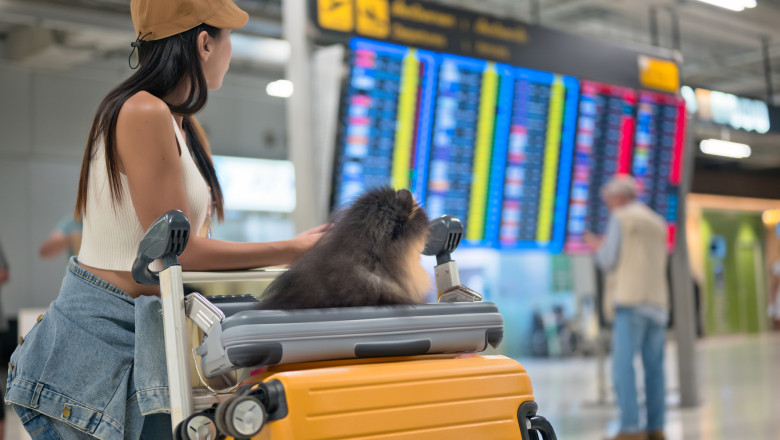 Aeroporturile din Europa devin „pet-friendly”. Cand ar putea aparea si in Romania spatii speciale pentru animale. „Nu am avut cereri” Imagine