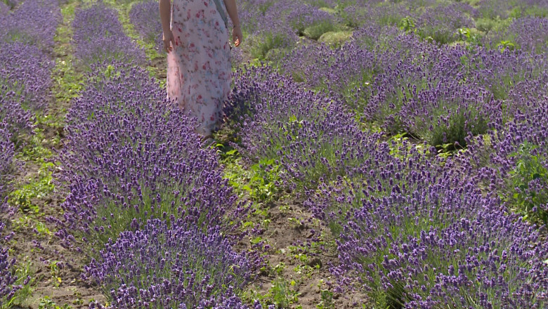 Afacere cu aroma cu levantica. O familie din Bihor vrea sa devina primul producator de ulei de lavanda din tara Imagine