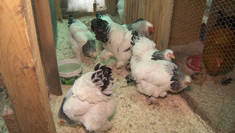 Afacere cu gaini. Un exemplar din rasa Brahma se vinde chiar si cu 150 de euro Imagine