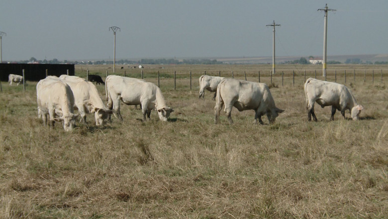 Afacere de succes cu vaci frantuzesti. Fermierul vinde vaci Charolaise pentru reproductie  Imagine