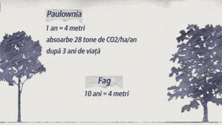 Afacere. Doi bihoreni au plantat pe 22 de hectare Paulownia, arborele cu cea mai rapida crestere Imagine