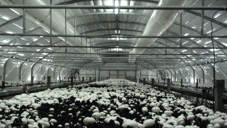 Afacere in scoala. Elevii dintr-un sat bihorean au amenajat o ciupercarie in beciul scolii Imagine