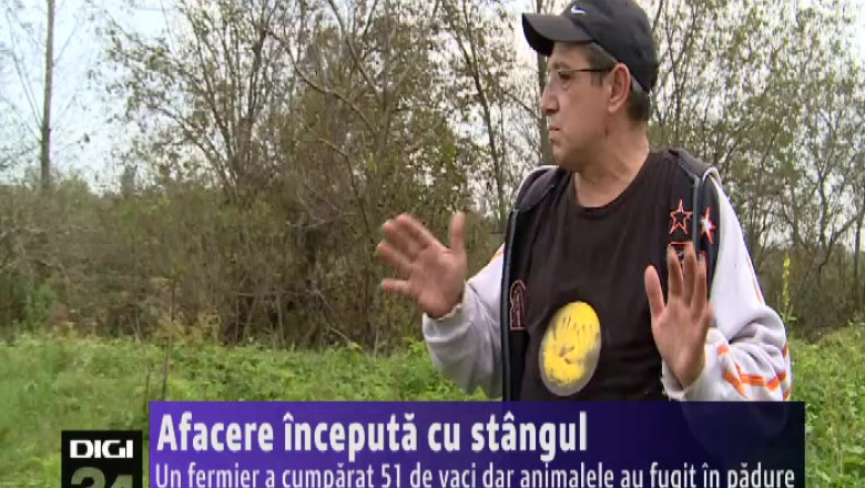 Afacere inceputa cu stangul. 51 de vite ale unui fermier din Mehedinti au rupt gardul si au fugit in padure Imagine