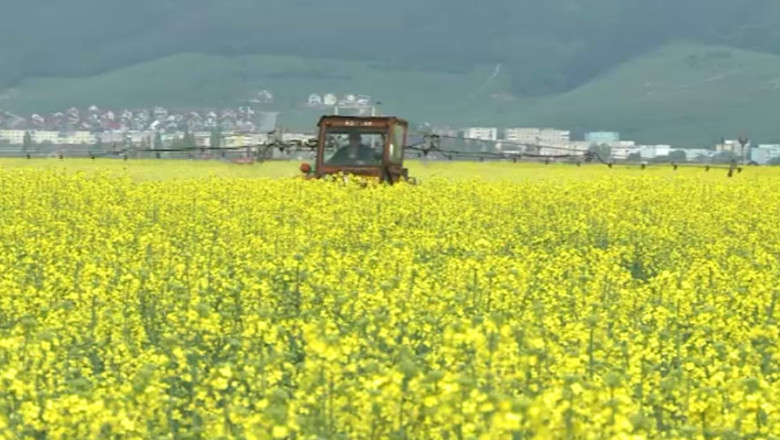 Afacere infloritoare. Suprafata cultivata cu rapita a crescut de patru ori in doi ani Imagine