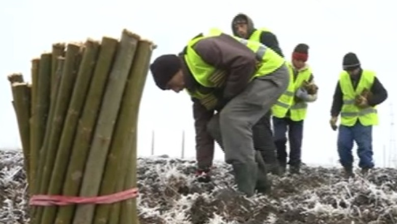 Afacere pentru aer curat. La Timisoara s-au plantat peste 100.000 de salcii energetice Imagine