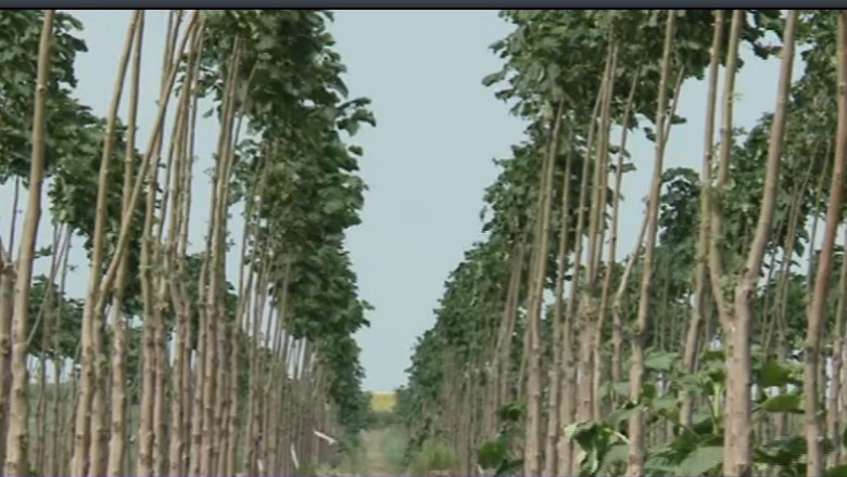 Afacere profitabila. A dat solarul pe arborii de Paulownia Imagine
