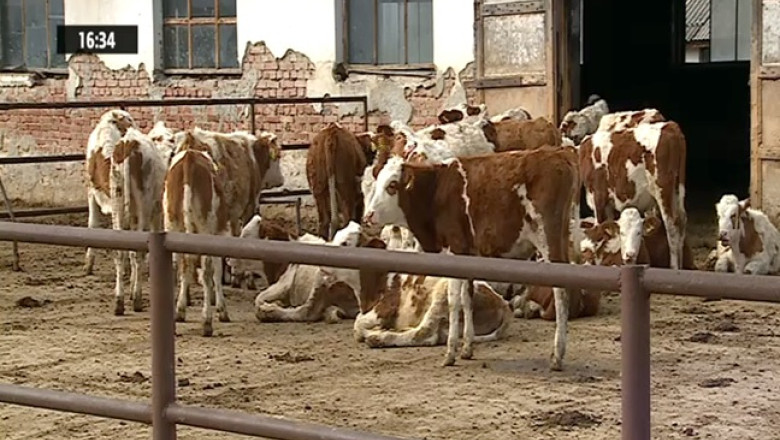 Afacerea cu vaci exportate in China, o dezamagire pentru fermierii romani Imagine