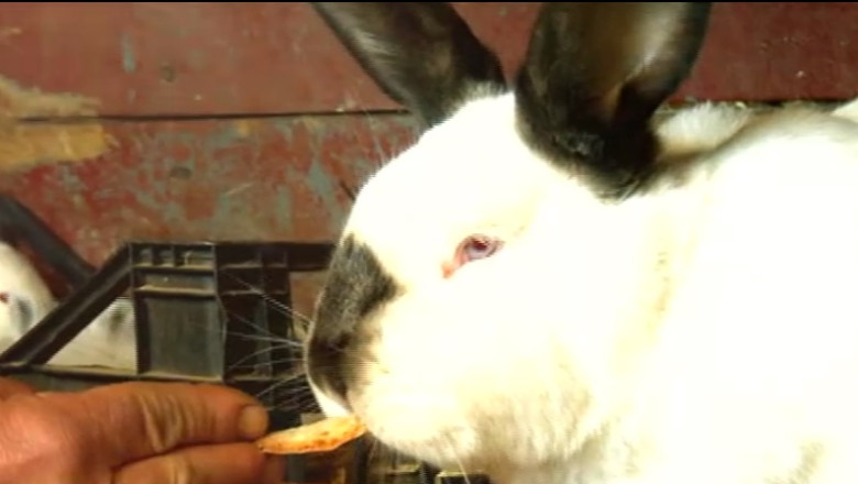 Afacerea iepurilor "uriasi" Imagine