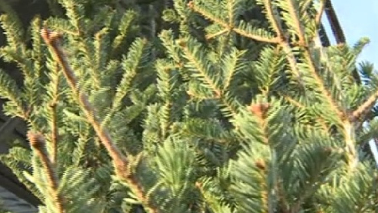 Afaceri cu brazi taiati ilegal. De multe ori, hotii devin agresivi cand sunt prinsi Imagine