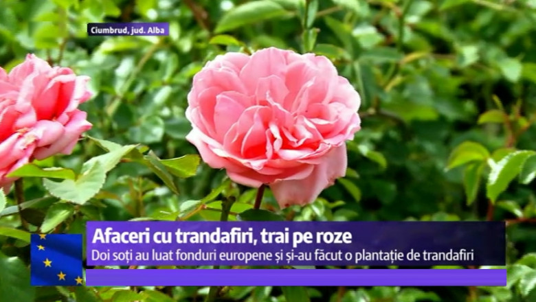 Afaceri cu trandafiri si afine, trai ca pe roze. Cum si-au pus afacerile pe roate patru mici campioni ai fondurilor europene Imagine