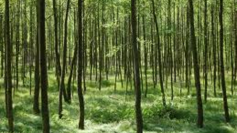 Afaceri pe bani publici. Cinci milioane de euro s-au dus pe impaduriri sau apartamente de lux  Imagine