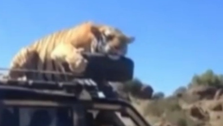 Africa. Platforma jeep-ului unor turisti, culcus pentru tigru Imagine