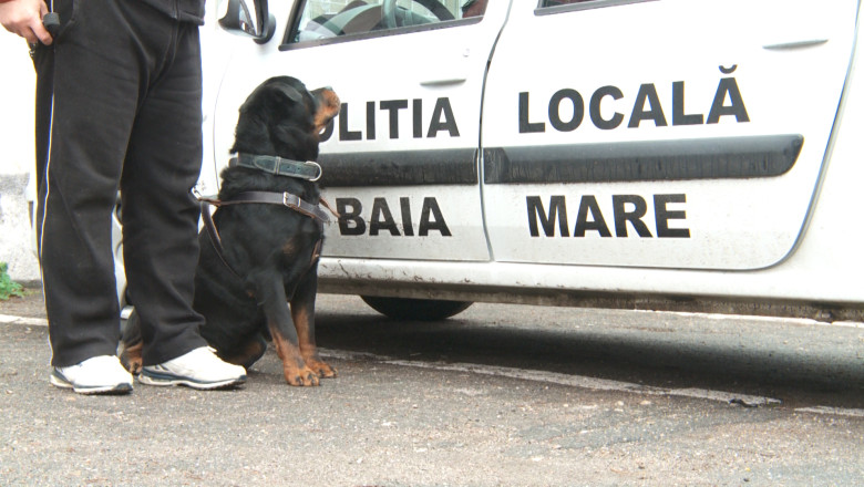 Agentul Rottweiler. Un caine este noul angajat al Politiei Locale din Baia Mare Imagine