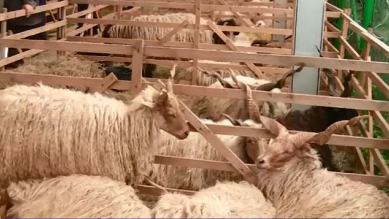 Agraria, targul contrastelor Imagine