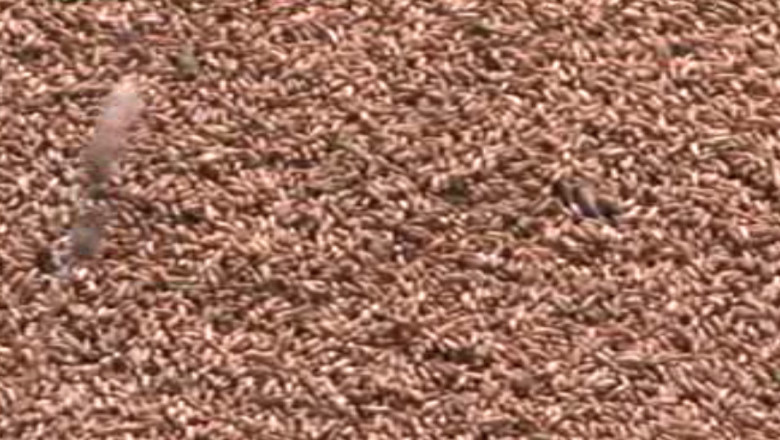 Agricultorii din Moldova se reorienteaza: cultiva grau si porumb pentru seminte. Au cere din Europa si SUA Imagine