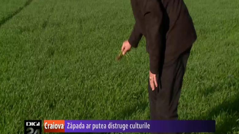 Agricultorii din Olt se tem ca zapada si diferentele de temperatura ar putea distruge culturile Imagine