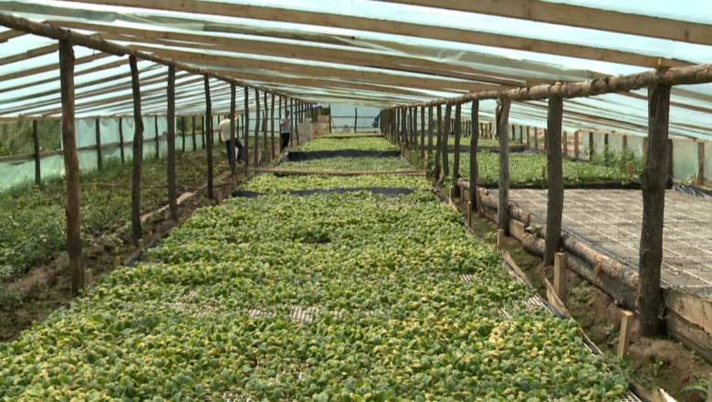 Agricultorii fac profit din tutun. La Vaslui, plantatiile de tutun s-au extins de patru ori intr-un an Imagine