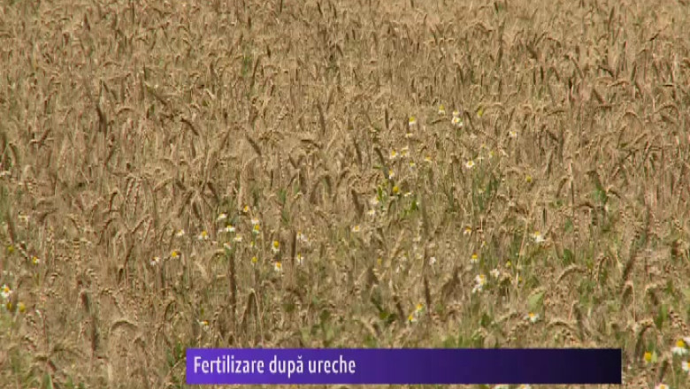 Agricultorii romani fertilizeaza culturile dupa ureche   Imagine
