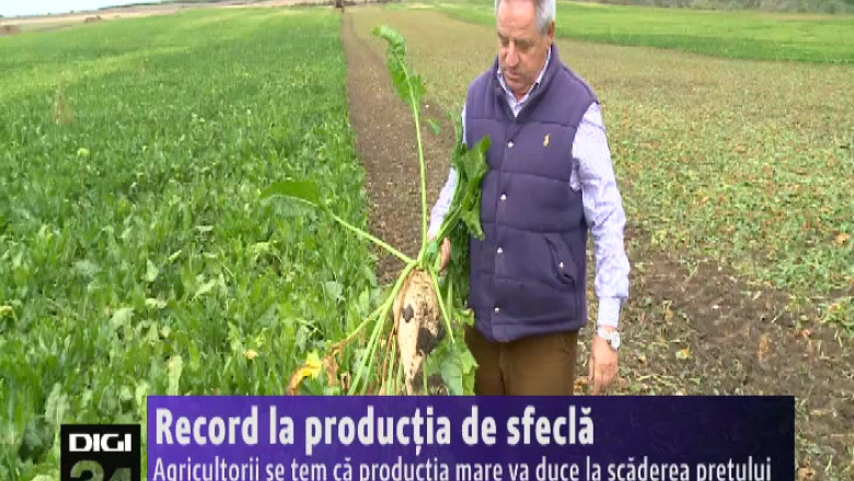 Agricultorii se tem ca productia mare de sfecla va duce la scaderea pretului  Imagine