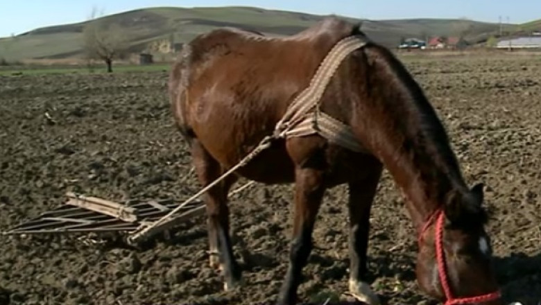Agricultura cu plugul vechi de 100 de ani. Micii fermieri nu isi permit sa inchirieze utilaje pentru arat Imagine