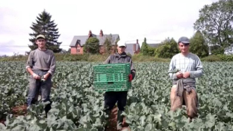 Agricultura - domeniul in care romanii sunt plati de zece ori mai bine decat in Romania Imagine