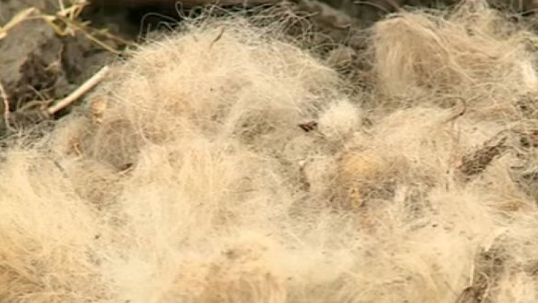 Agricultura eco. Rosii si vinete cultivate pe lana de oaie Imagine