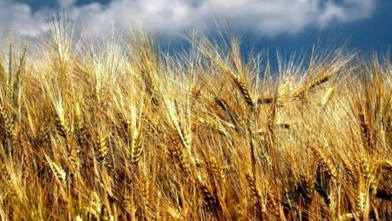 Agricultura, la mana vremii. Pentru prima data din 1989, in 2013, exporturile au depasit importurile Imagine