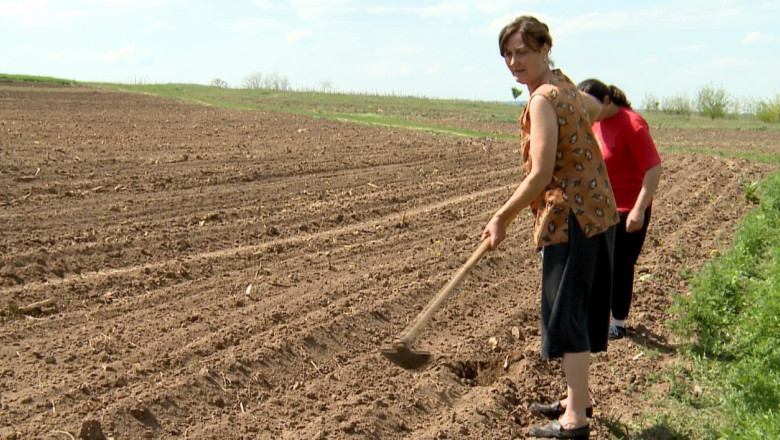 Agricultura pe ruinele unei cetati. Satenii cultiva porumb pe un sit arheologic din Stincesti, Botosani Imagine