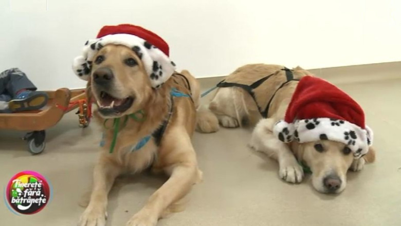 Aksel si Lucky, cainii care ajuta la terapia copiilor care sufera de autism si sindromul Down Imagine