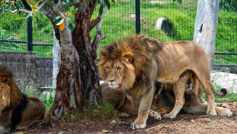 Alarmele au rasunat in Sidney dupa ce cinci lei de la gradina zoologica au evadat din adapost. Un pui a fost tranchilizat Imagine