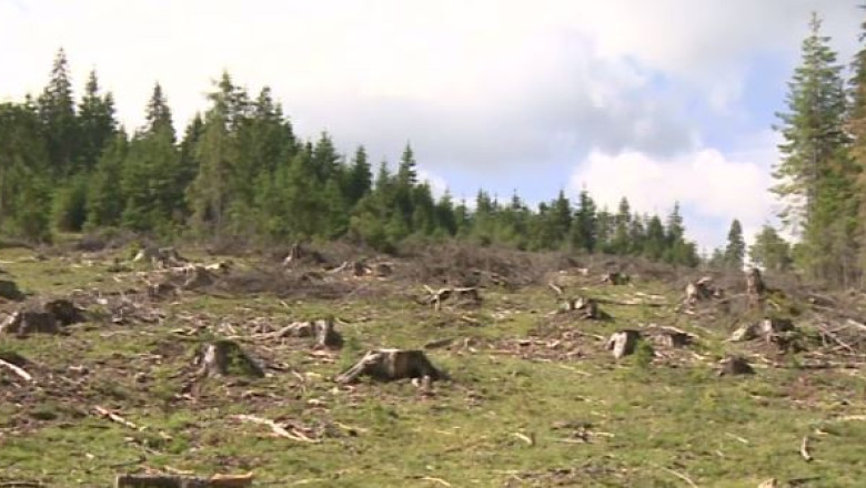 Alba, locul 3 la defrisari Imagine