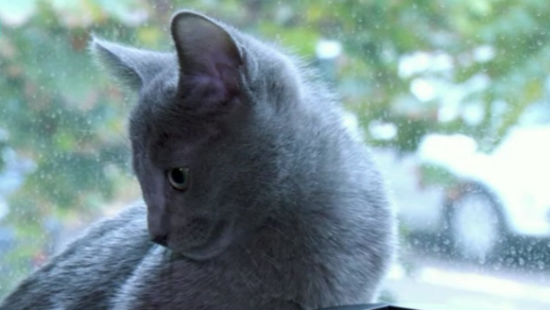 Albastra de Rusia, o felina distinsa Imagine