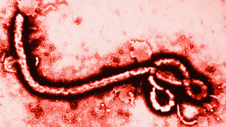 Alerta de Ebola, in Constanta. Un barbat intors din Nigeria a ajuns la spital cu febra Imagine