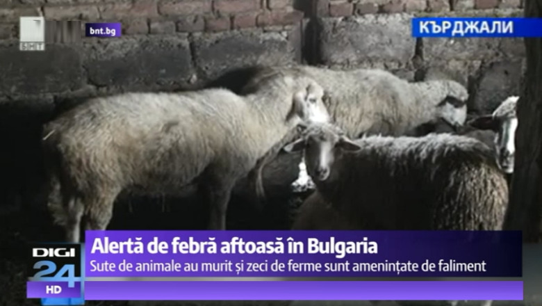 Alerta de febra aftoasa in Bulgaria. Sute de animale au murit, zeci de ferme sunt amenintate de faliment Imagine