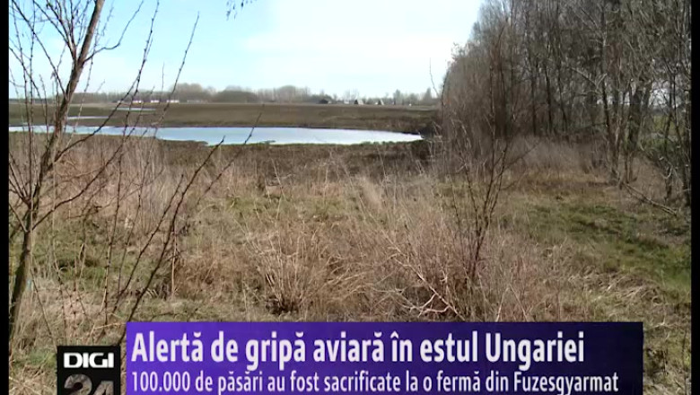 Alerta de gripa aviara in estul Ungariei. 100.000 de pasari au fost sacrificate la o ferma din Fuzesgyarmat Imagine