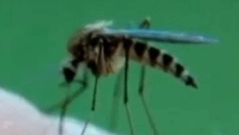 Alerta de imbolnavire cu West Nile. In Grecia a fost inregistrat primul caz din acest an Imagine