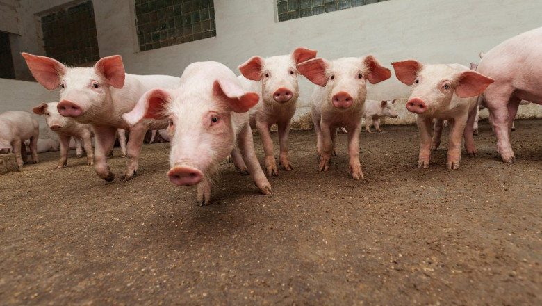 Alerta de pesta porcina in Olt. Peste 11 mii de animale au fost sacrificate la o ferma Imagine