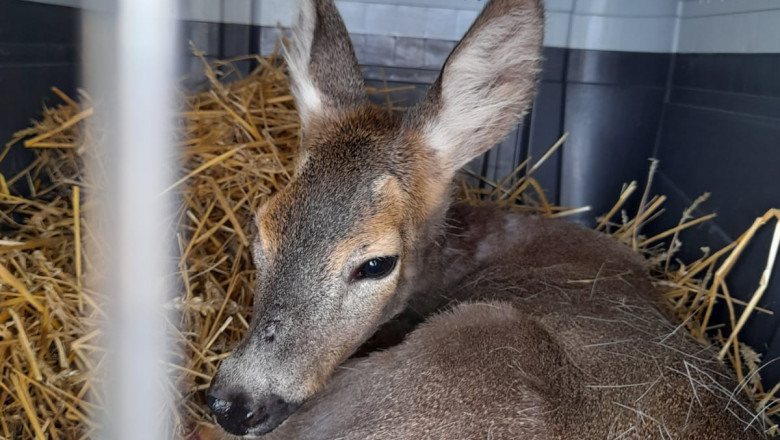 Alerta de rabie la o facultate din Iasi, din cauza unei caprioare. Studentii au fost sfatuiti sa se vaccineze Imagine