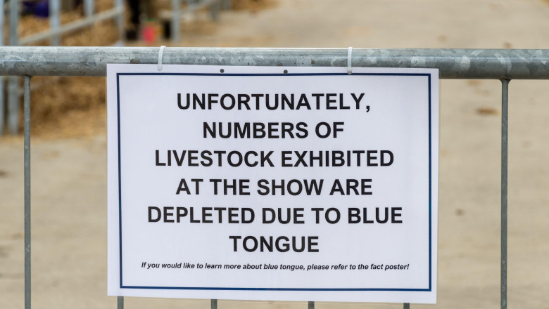 Alerta epidemiologica in Gorj: focar de boala limbii albastre la bovine. Virusul se extinde in Europa, anunta expertii veterinari Imagine