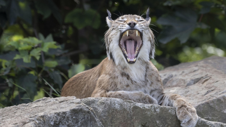 Alerta in Suceava: ras pierdut pe strazile din Falticeni. Animalul salbatic fusese scos la plimbare in lesa Imagine